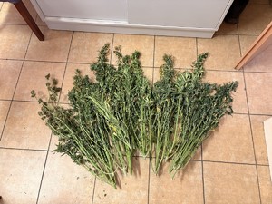 Zdjęcia zabezpieczonych roślin konopi indyjskiej