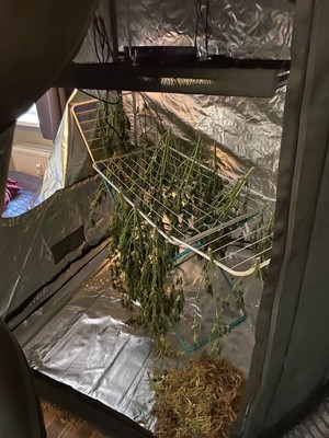 Zdjęcia zabezpieczonych roślin konopi indyjskiej