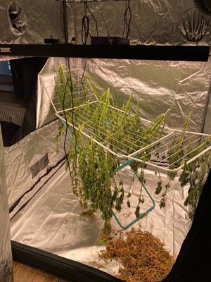 Zdjęcia zabezpieczonych roślin konopi indyjskiej