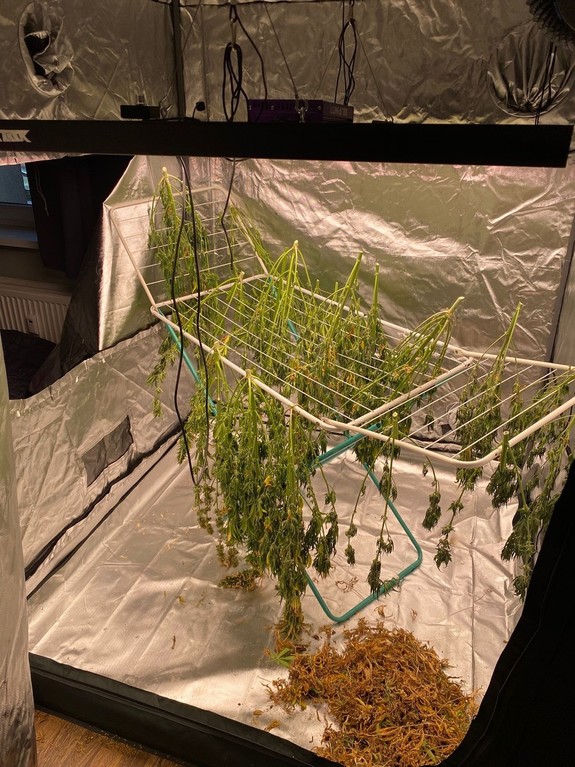 Zdjęcia zabezpieczonych roślin konopi indyjskiej